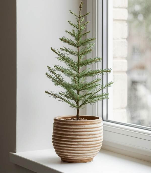 Potted Evergreen Plants